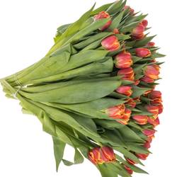 Tulpe orange/rot doppel Marax Pride 48 Gramm