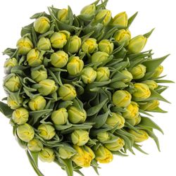 Tulpe gelb doppel Nikon 36 Gramm