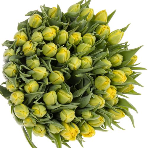 Tulpe gelb doppel Nikon 36 Gramm