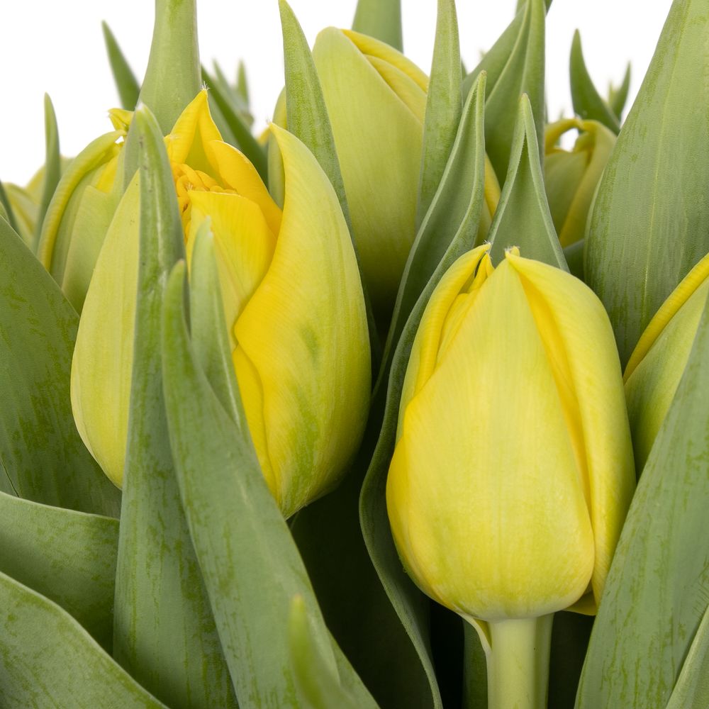 Tulpe gelb doppel Nikon 36 Gramm