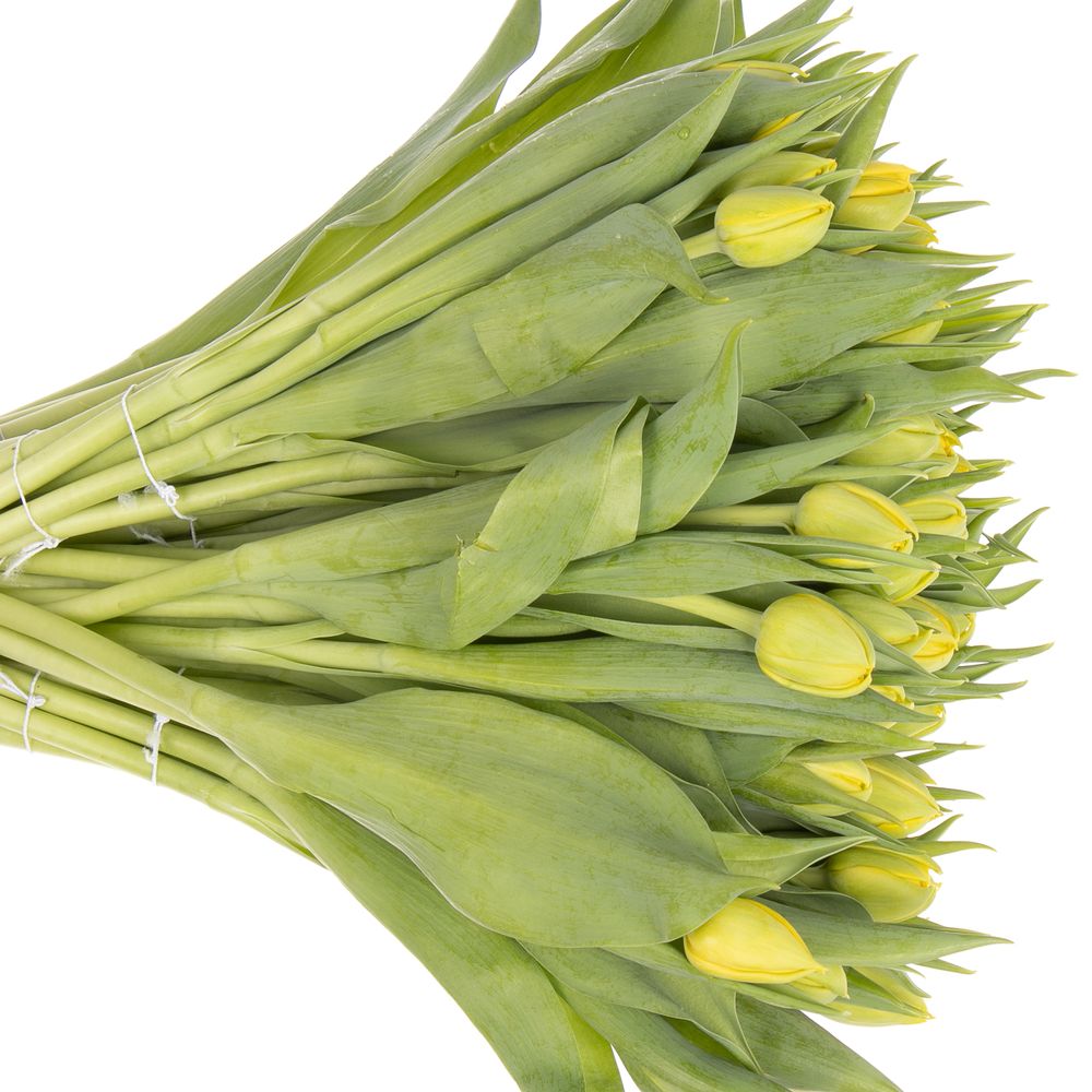 Tulpe gelb doppel Nikon 36 Gramm