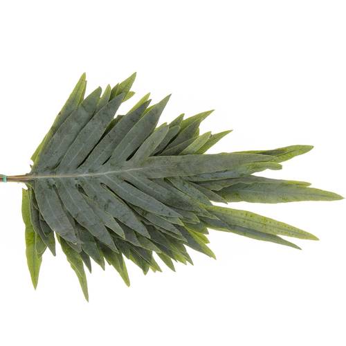 Phlebodium grün 60cm