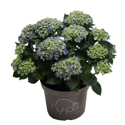 Hortensie Curly blau 7+ T23 H45