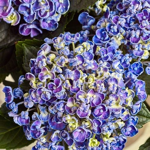 Hortensie Curly blau 7+ T23 H45