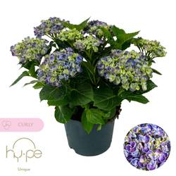 Hortensie Curly blau/lila 7+ T23 H045