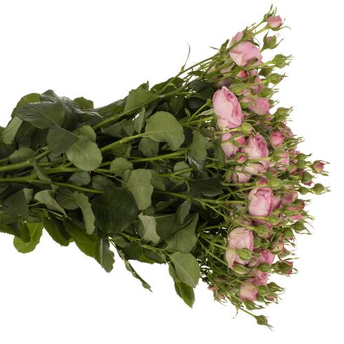 Rose verzweigt rosa Paradox 4+Blüte 60cm