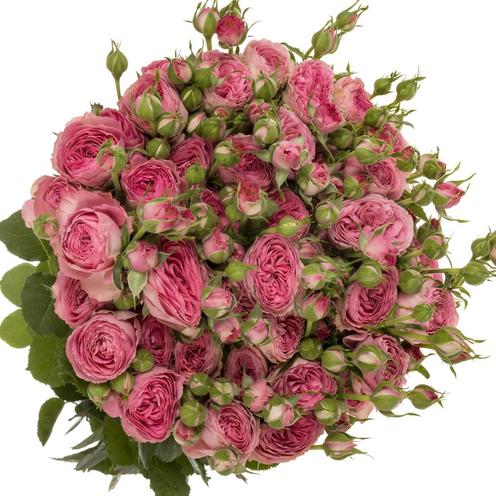 Rose verzweigt rosa Paradox 4+Blüte 60cm