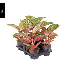 Aglaonema Rot/grün Lychee T12 H045