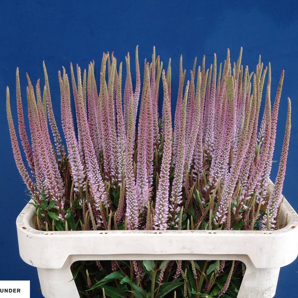 Veronicastrum rosa virginicum 80cm