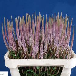 Veronicastrum rosa virginicum 80cm