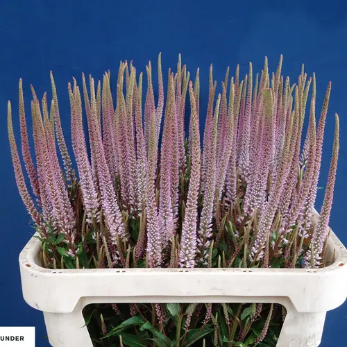 Veronicastrum rosa virginicum 80cm