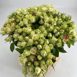 Rosa Freiland creme/rot Paloma Blanca 4+Blüte 40cm