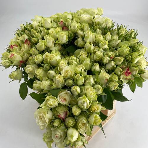Rosa Freiland creme/rot Paloma Blanca 4+Blüte 40cm