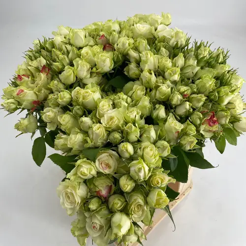 Rosa Freiland creme/rot Paloma Blanca 4+Blüte 40cm