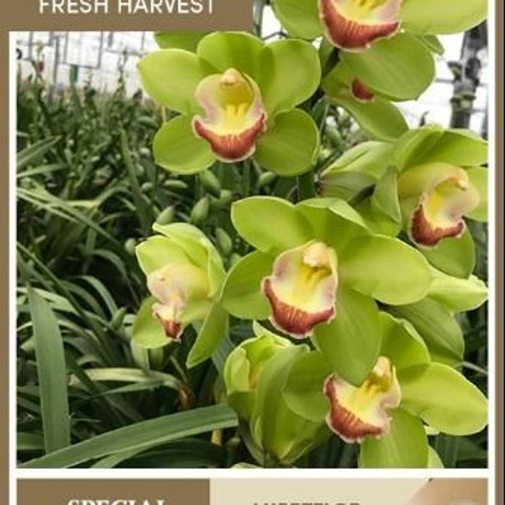 Cymbidium grün Miretflor 80cm 13+Blüte