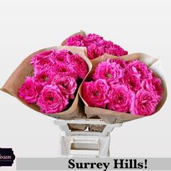 Rose fuchsia Surrey Hills gefüllt 50cm