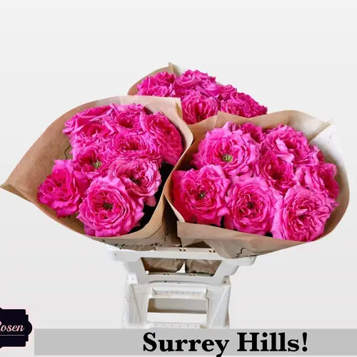 Rose fuchsia Surrey Hills gefüllt 50cm