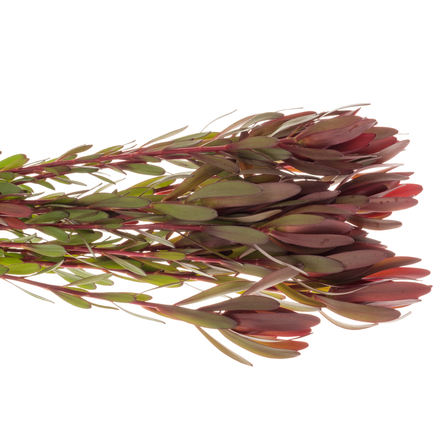 Leucadendron rot/dunkel grün Safari Sunset verzweigt 70cm