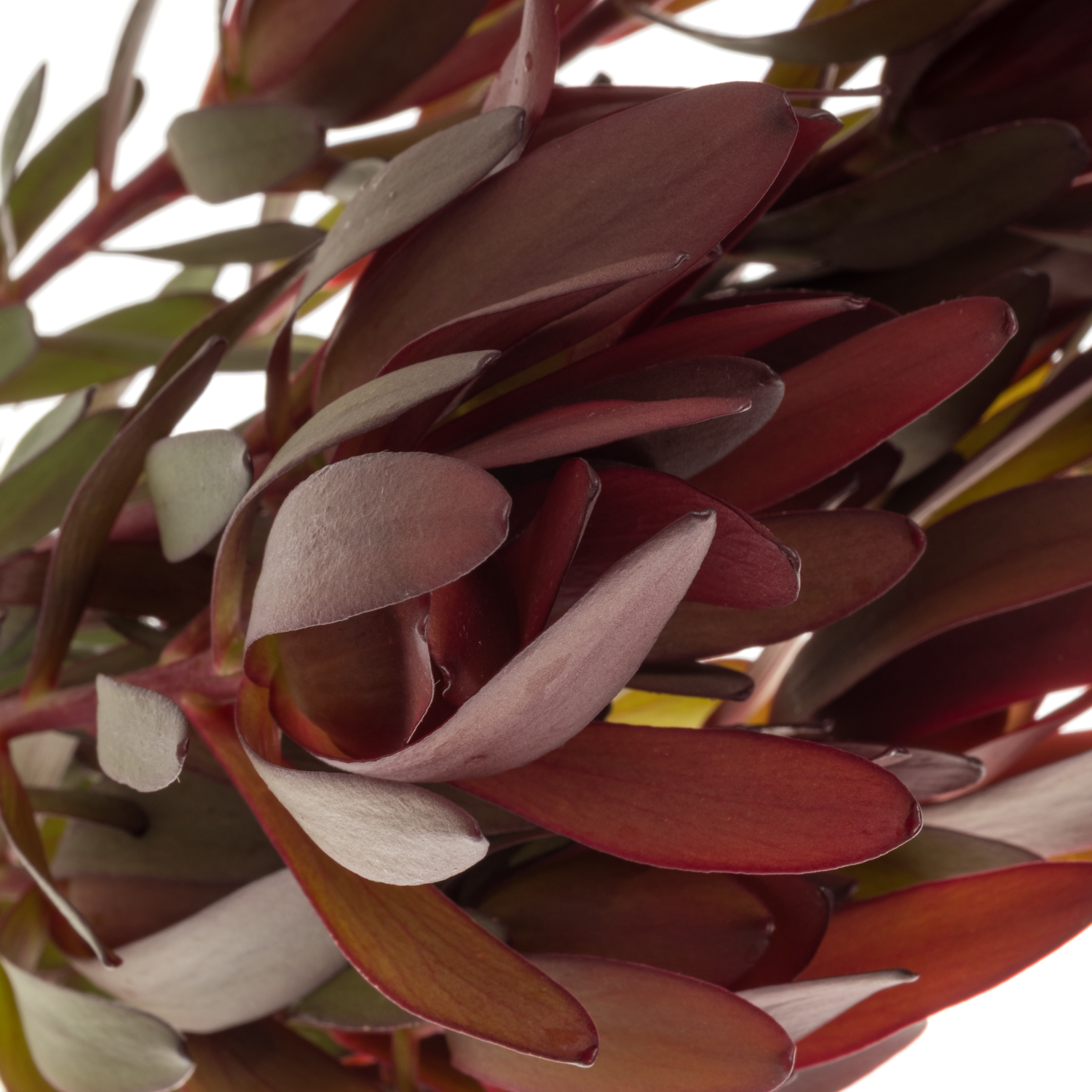Leucadendron rot/dunkel grün Safari Sunset verzweigt 70cm