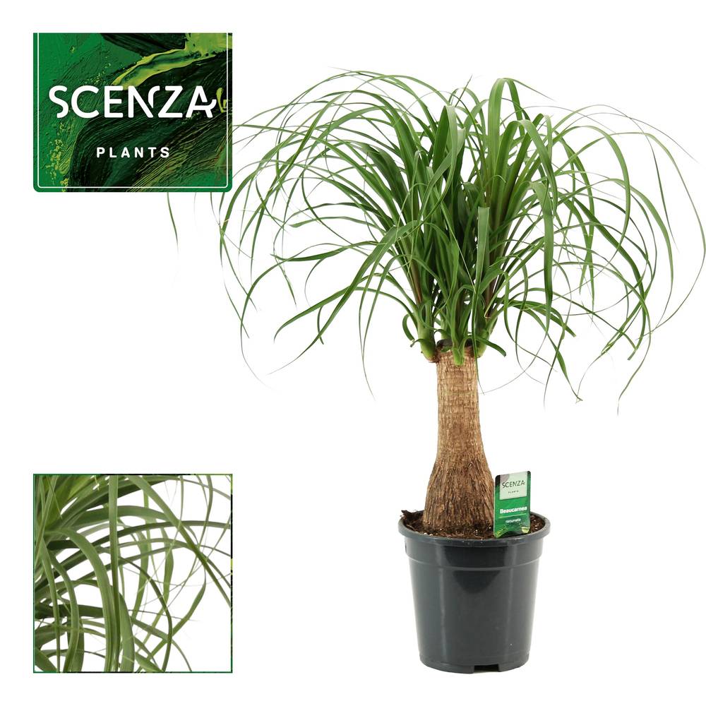 Beaucarnea auf Stamm T17 H050