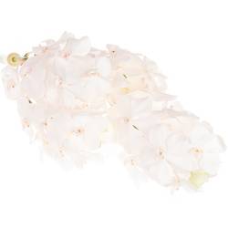 Vanda weiss Diamond 2-3 Stiele 25Blüte