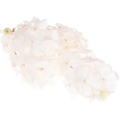 Vanda weiss Diamond 2-3 Stiele 25Blüte