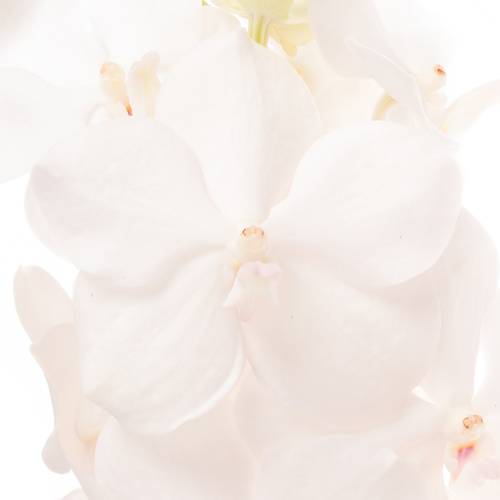 Vanda weiss Diamond 2-3 Stiele 25Blüte