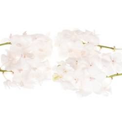 Vanda weiss Diamond 2-3 Stiele 25Blüte