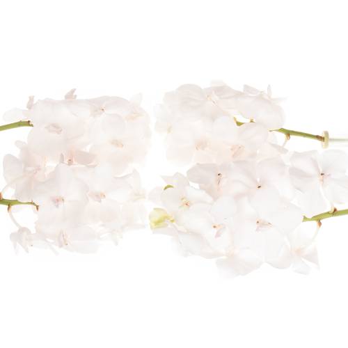 Vanda weiss Diamond 2-3 Stiele 25Blüte