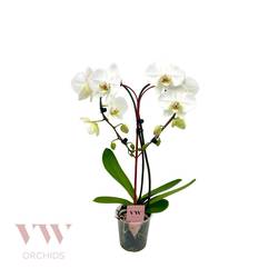 Phal.Herz Form weiss Valentinsangebot T12 H050