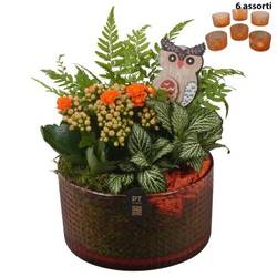 Kal.Arr PTHG8295 Herbst T15 H019