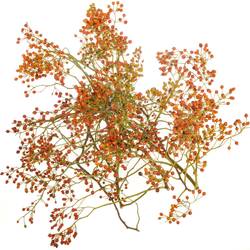 Hagebutte rot Autumn Flush 80cm