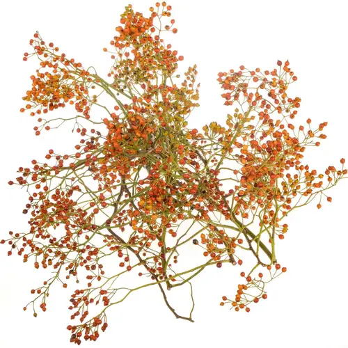 Hagebutte rot Autumn Flush 80cm