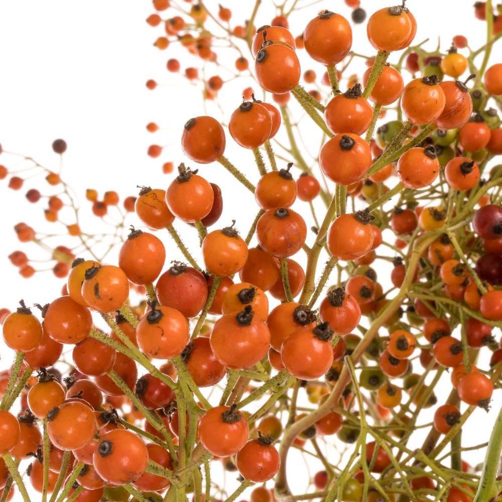 Hagebutte rot Autumn Flush 80cm