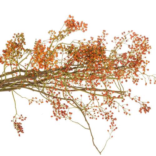 Hagebutte rot Autumn Flush 80cm