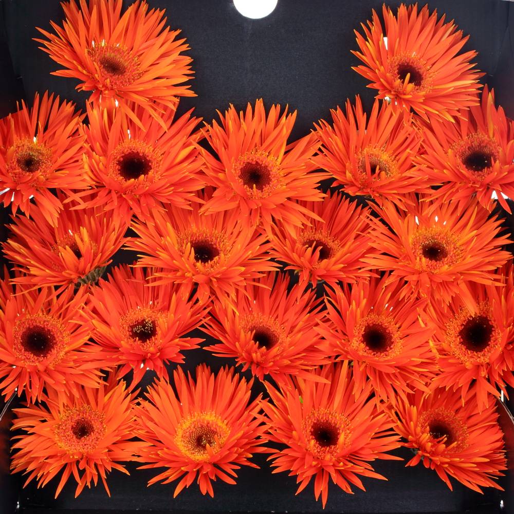 Germini orange Spin Firecracker