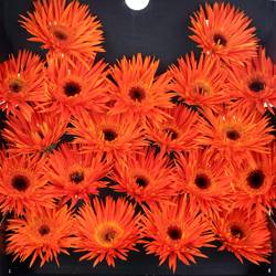 Germini orange Spin Firecracker
