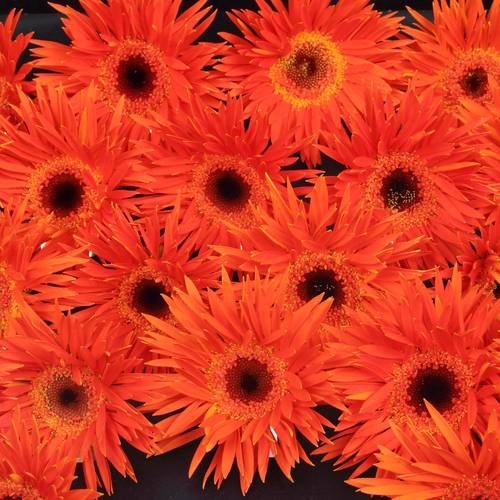 Germini orange Spin Firecracker