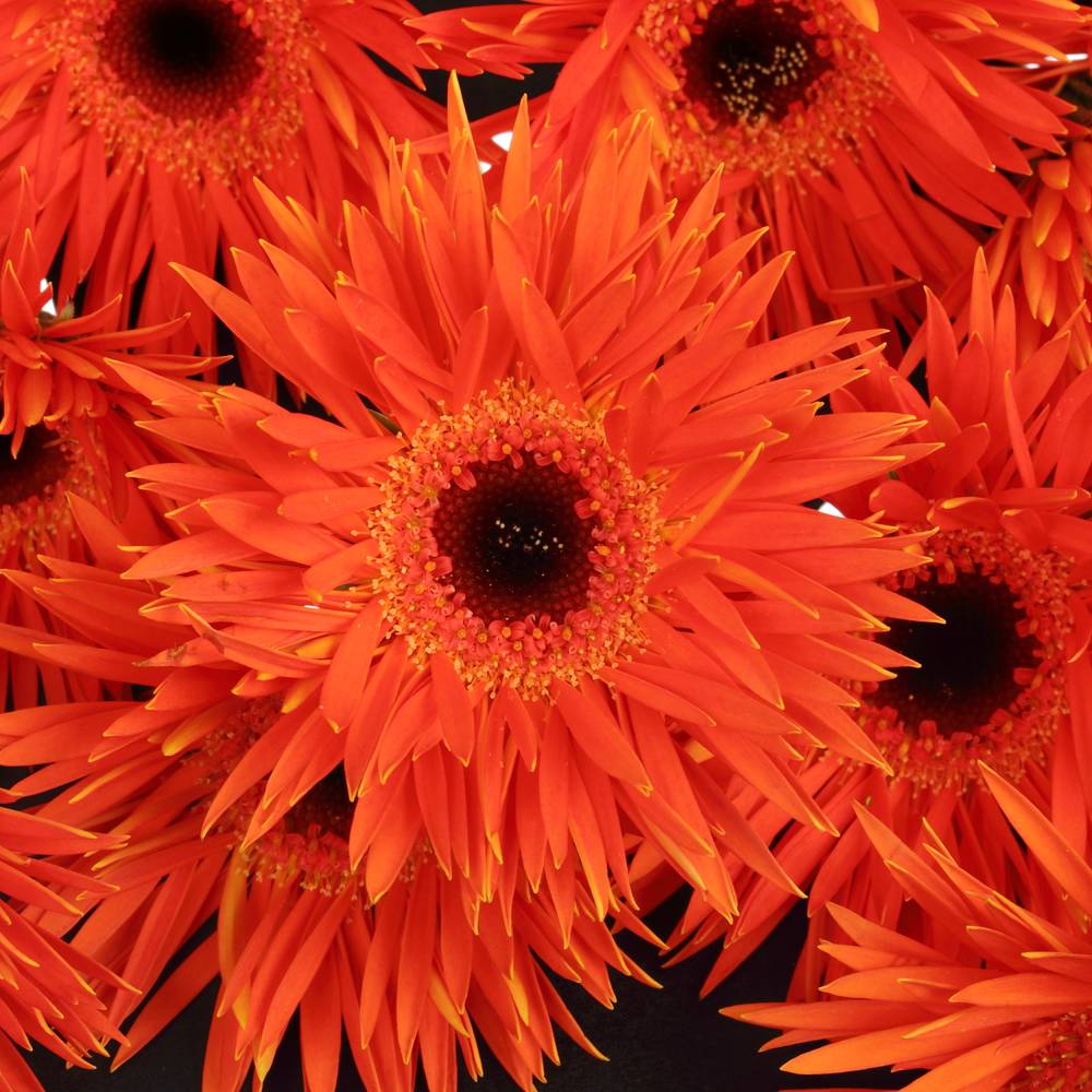 Germini orange Spin Firecracker