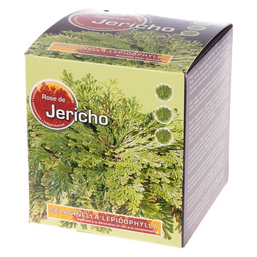 Roos Van Jericho