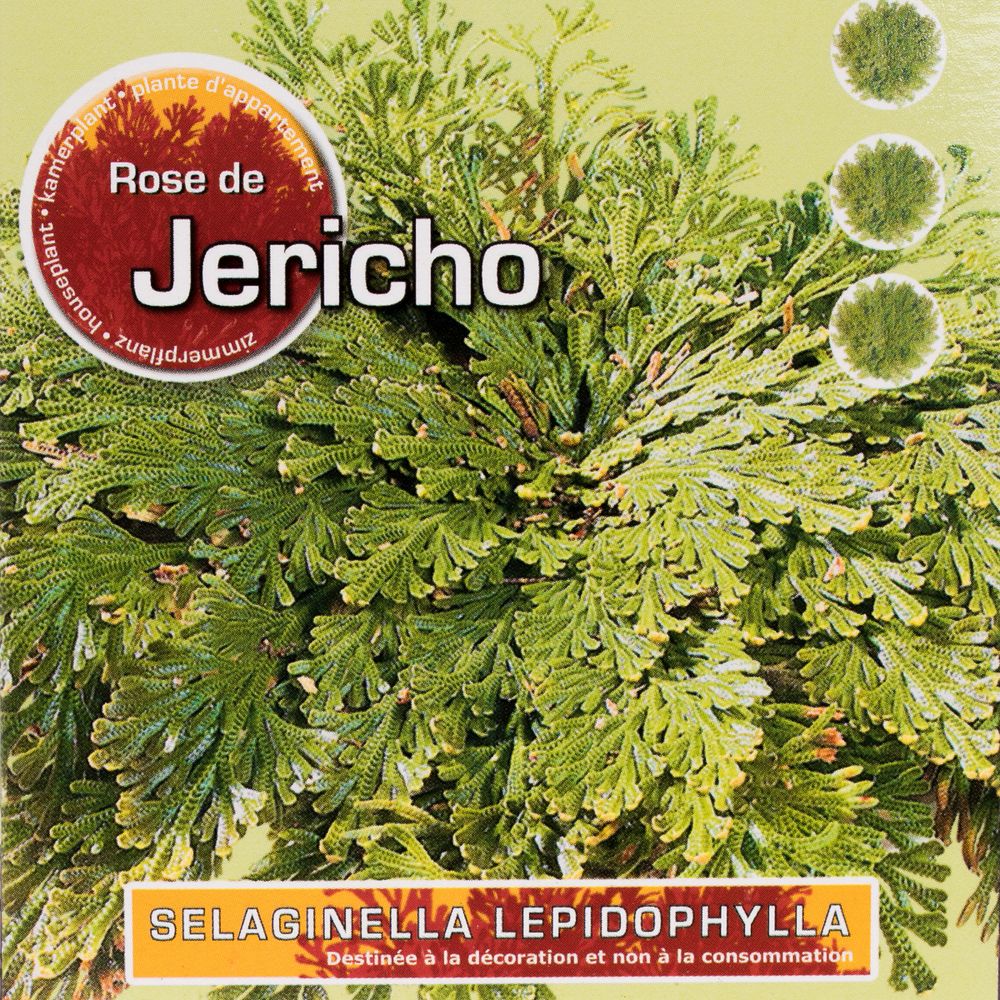 Roos Van Jericho