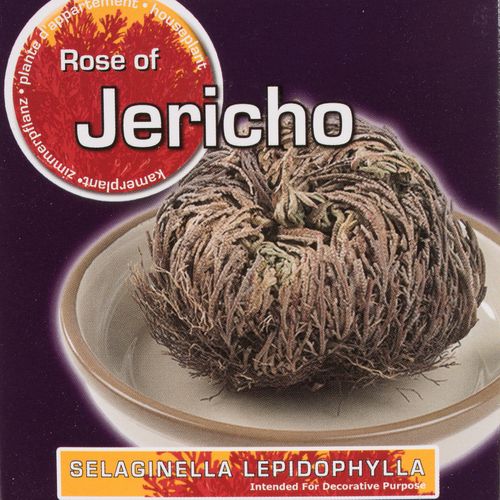 Roos Van Jericho