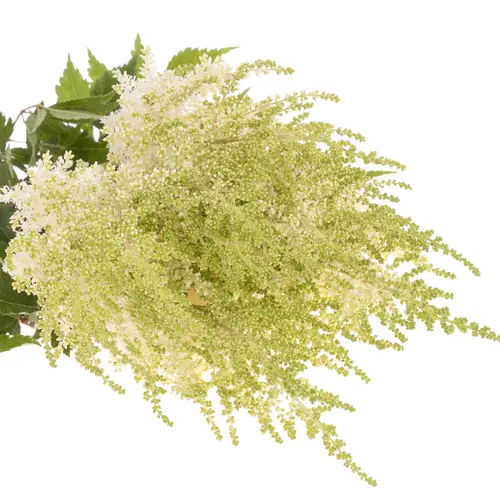 Spirea creme weiss Diamant 60cm