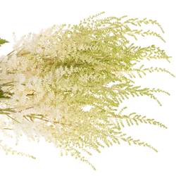Spirea creme weiss Diamant 60cm