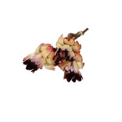 Trocken Protea Nerifolia natur L30cm x3