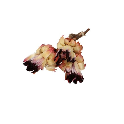 Trocken Protea Nerifolia natur L30cm x3