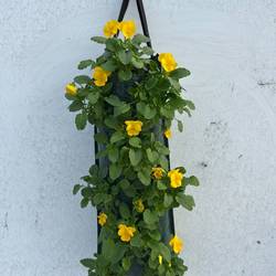 Hornveilchen gelb Wandhänger H050
