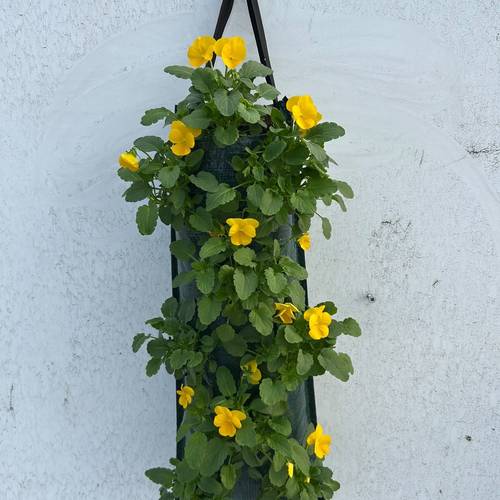 Hornveilchen gelb Wandhänger H050