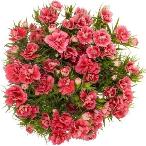 Bartnelke rosa Doblino Pink 55cm