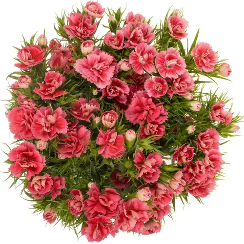 Bartnelke rosa Doblino Pink 55cm